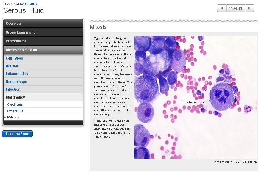 Microscopic Examination - Mitosis