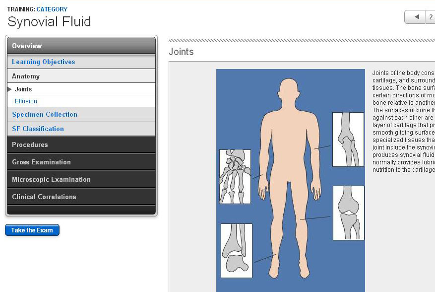 Anatomy - Joints