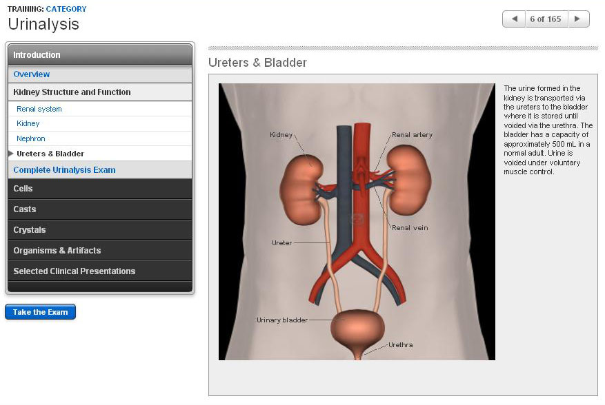 Ureter and Bladder