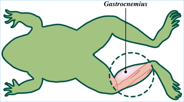 Gastrocnemius