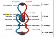 Physiology of the Circulatory Vessels
