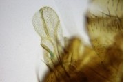 Incomplete wings of drosophila