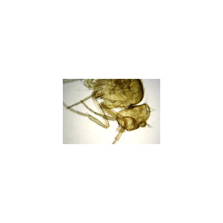 Adult of drosophila melanogaster