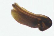 3mm frog embryo