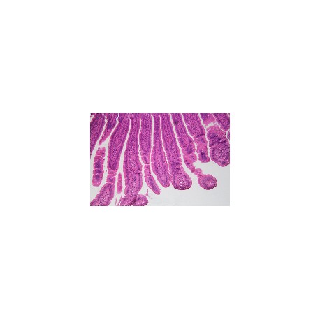 Small intestine of cat showing cylindrical vili