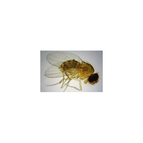 Drosophila melanogaster w.m. female
