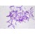 Bacteria type (coccus, bacillus, spirillum), smear