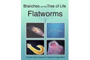 The Biology of Flatworms DVD