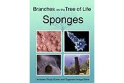 The Biology of Sponges DVD
