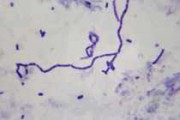 Bacillium megabacterium
