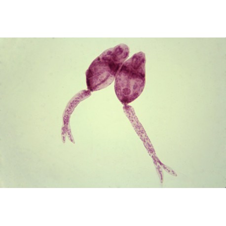 Schistosoma japonicum cercaria, w.m.