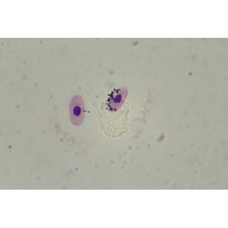 Haemoproteus columbae, pigeon malaria, blood smear *