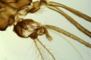 Female aedes w.m.