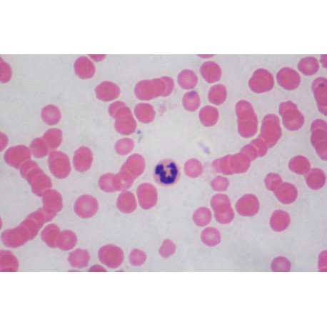 Blood of horse smear