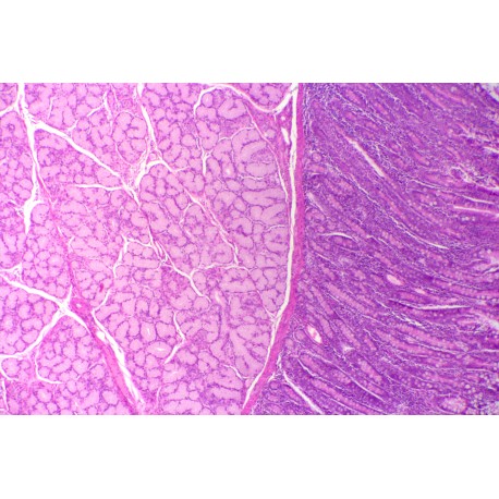 Duodenum, human t.s.