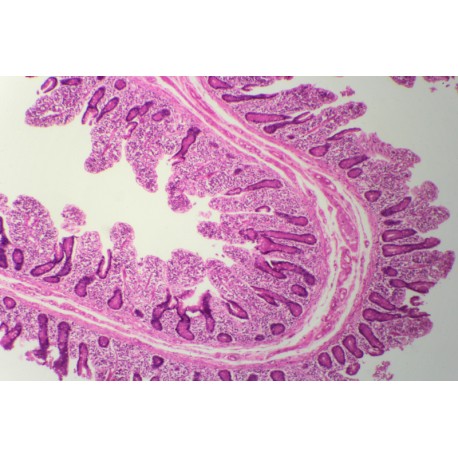 Loose connective tissue of human sec.