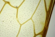 Membranous wing of honeybee w.m.