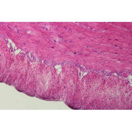 Smooth muscle isolated of human, sec.