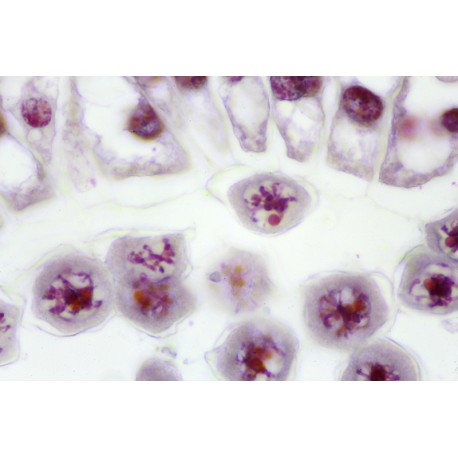 Development of the Microspore Mother Cells of Lilium candidum Slide Set