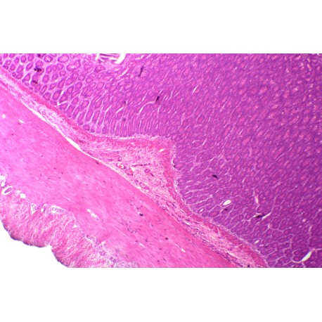 Smooth muscle isolated of human sec.