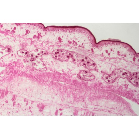 Taenia Pisiformis Section