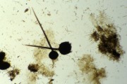 Ceratocystis (Ceratocystis fimbriata)
