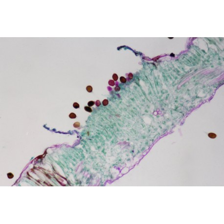Uromyces (Uromyces appendiculatus)