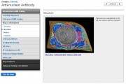Anti-nuclear Antibody
