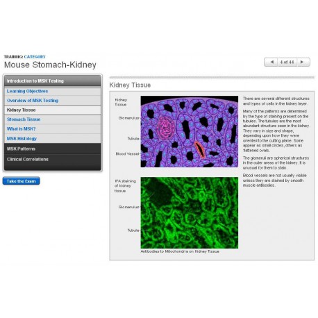 Mouse Stomach-Kidney
