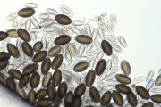 Eggs of macracanthorhychus hirudinaceus w.m. (natural color)