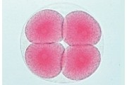 The Sea Urchin Embryology Set (Psammechinus)
