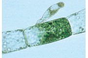 Microscopic Organisms of Freshwater Slide Set