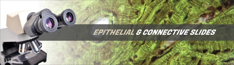 Epithelial & Connective Tissue Slides