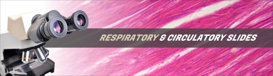Respiratory & Circulatory Tissue Slides