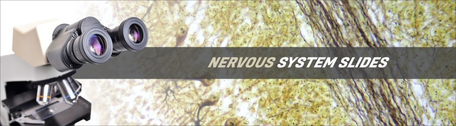 Nervous System Tissue Slides Nervous System Tissue Slides