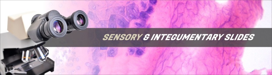 Sensory & Integumentary Tissue Slides