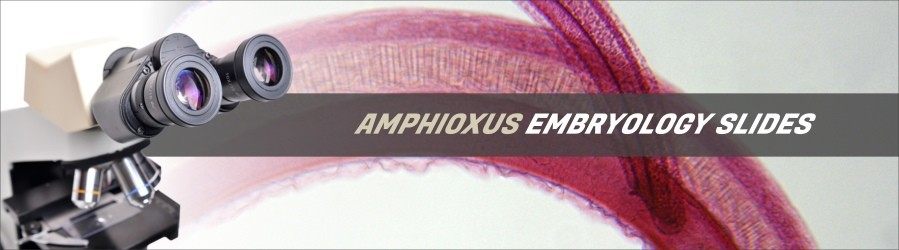 Amphioxus Embryology Slides Amphioxus Embryology Slides