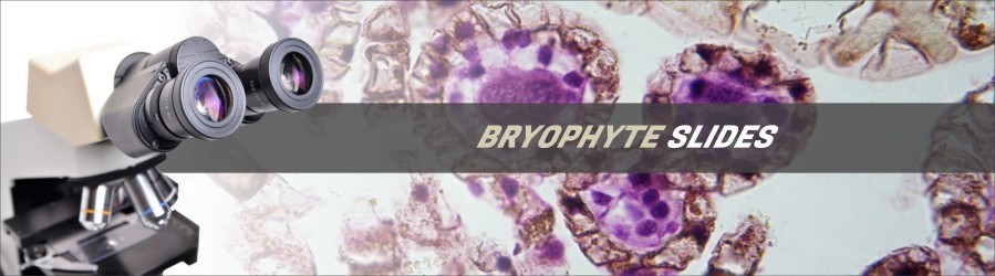 Bryophyte Slides Bryophyte Slides