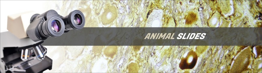 Animal Cytology and Genetics Slides Animal Cytology and Genetics Slides