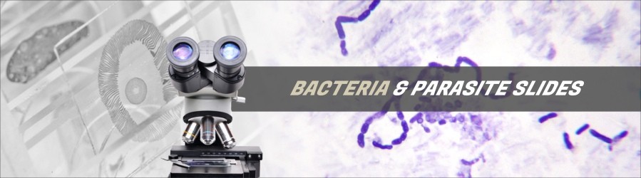 Bacteriology & Parasitology