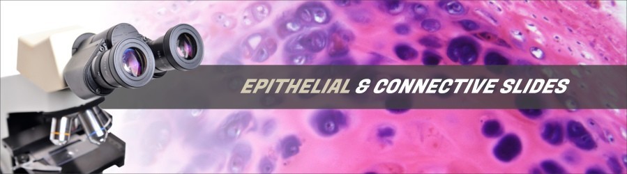 Human Epithelial & Connective Slides